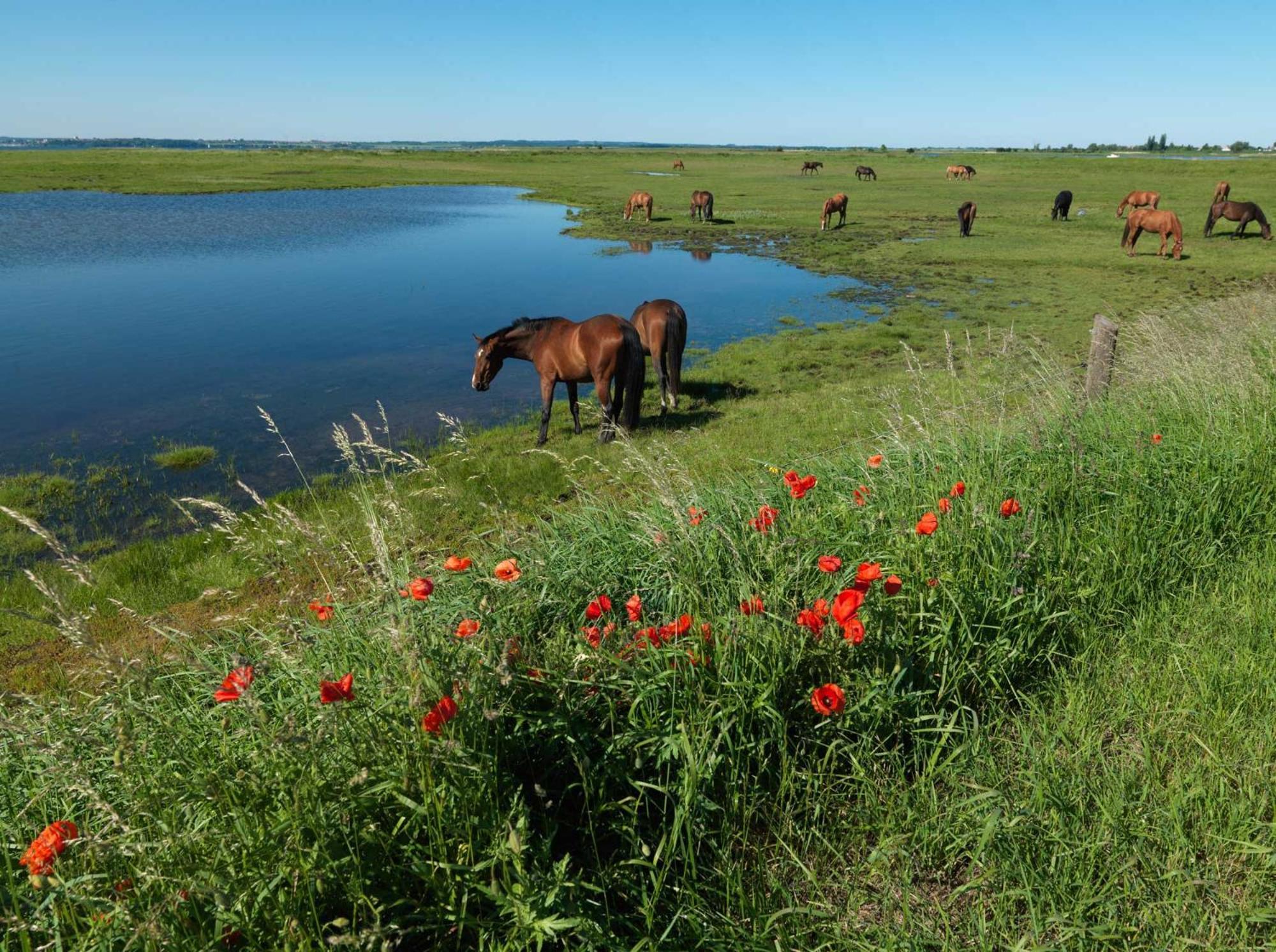 Daenische Ferienhaeuser Am Salzhaff Haus Kaept'N Nemo Insula Poel Exterior foto